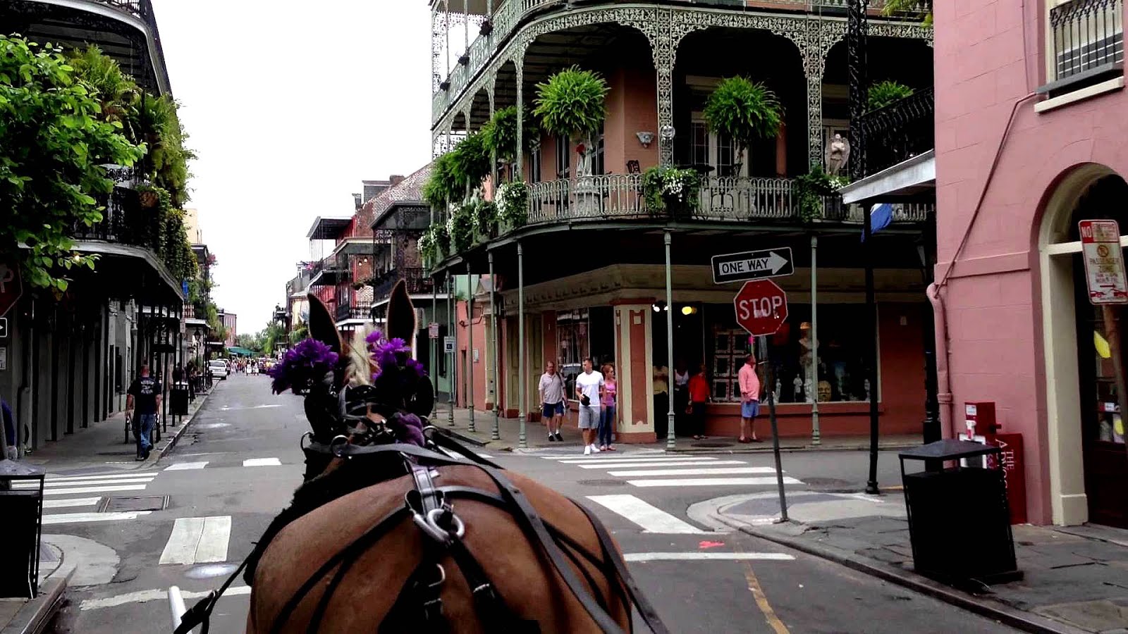Horse And Carriage Ride New Orleans Horse Choices