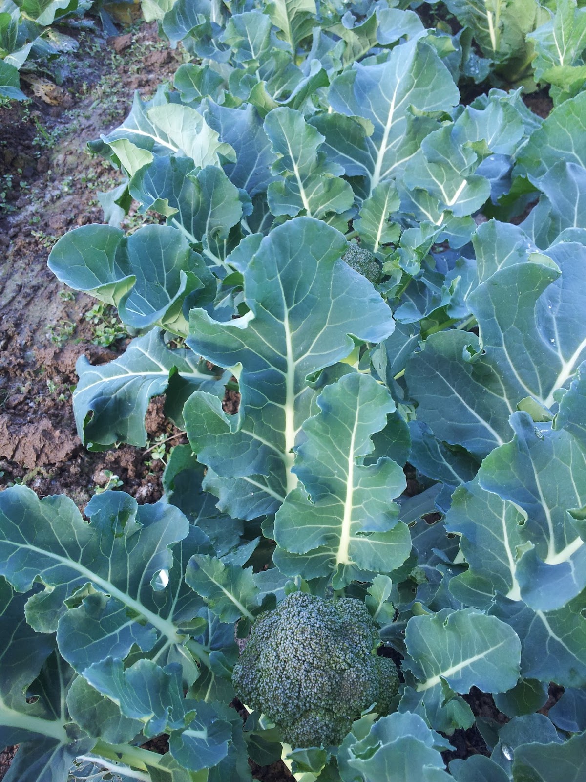 El huerto todo el año: BRÓCOLI