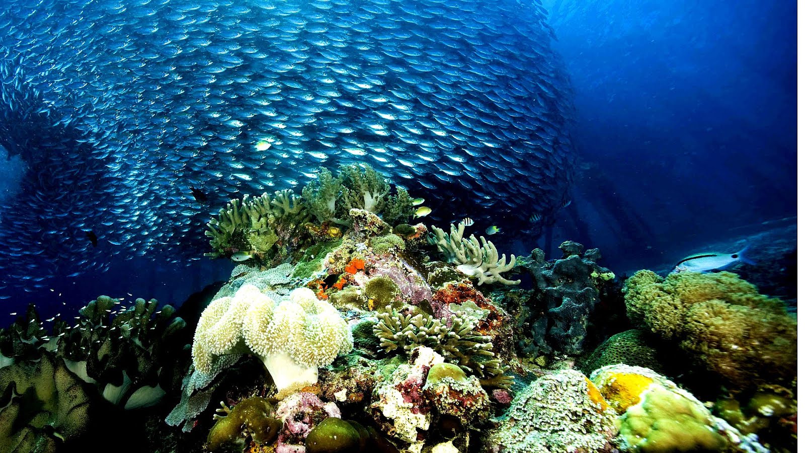 How Many Marines Are There Marine Choices