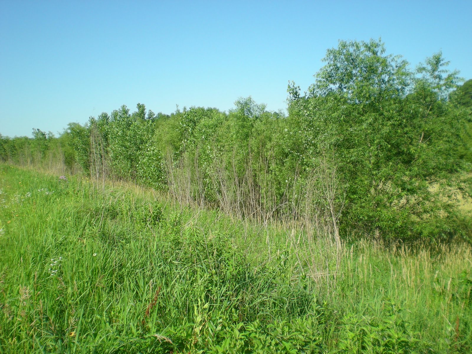 Practical Biology science for everyone Looking Into