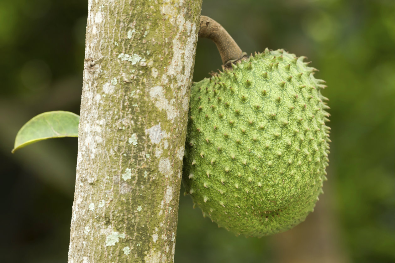 La Medicina Alternativa Las Hojas de Guanábana son 1000 Veces Mas Potente Que la Quimioterapia