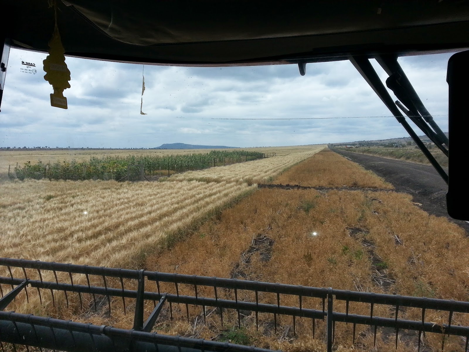 Bardens in Kenya Harvesting Field Peas