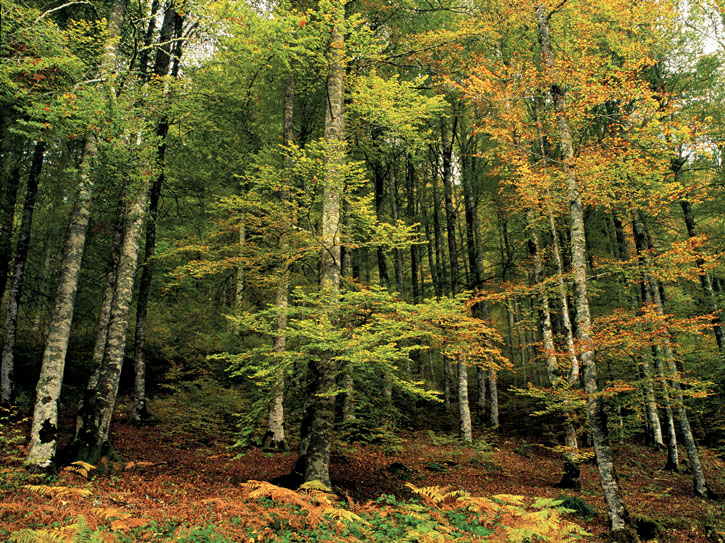 SÉPTIMO BÁSICO PRIMER SEMESTRE Paisaje Oceánico SÉPTIMO BÁSICO PRIMER SEMESTRE Paisaje Oceánico