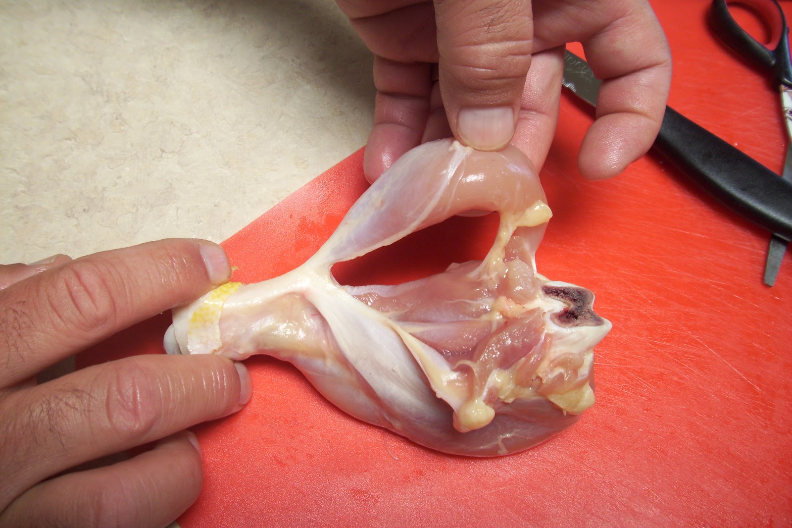 Debbie's blog: LAB - CHICKEN LEG DISSECTION