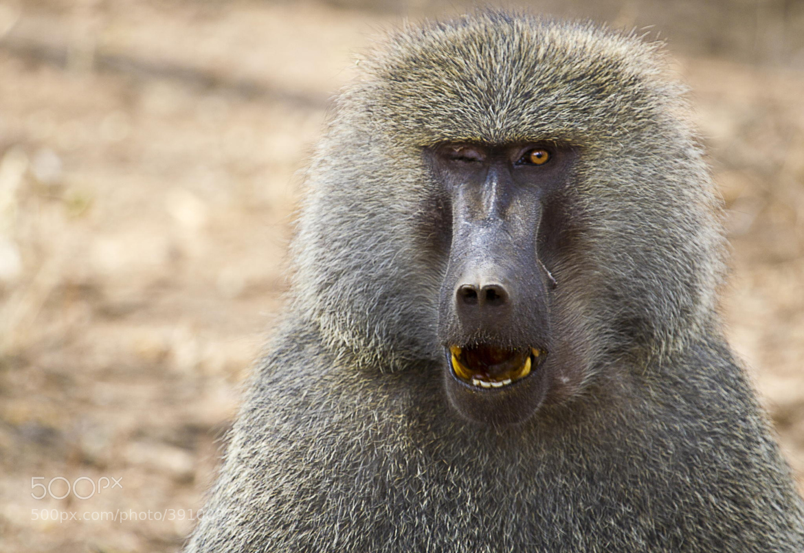 Плащеносный павиан. Плащеносный гамадрил. Мелкий павиан в желтой шубке 6 букв. Мелкий павиан в желтой шубке 6 букв. Обезьяна павиан гамадрил.