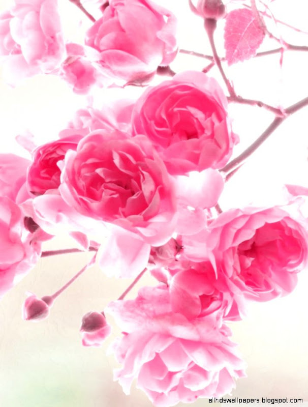 Pink Rose Flowers Wallpapers Free Download For Mobiles All Hd