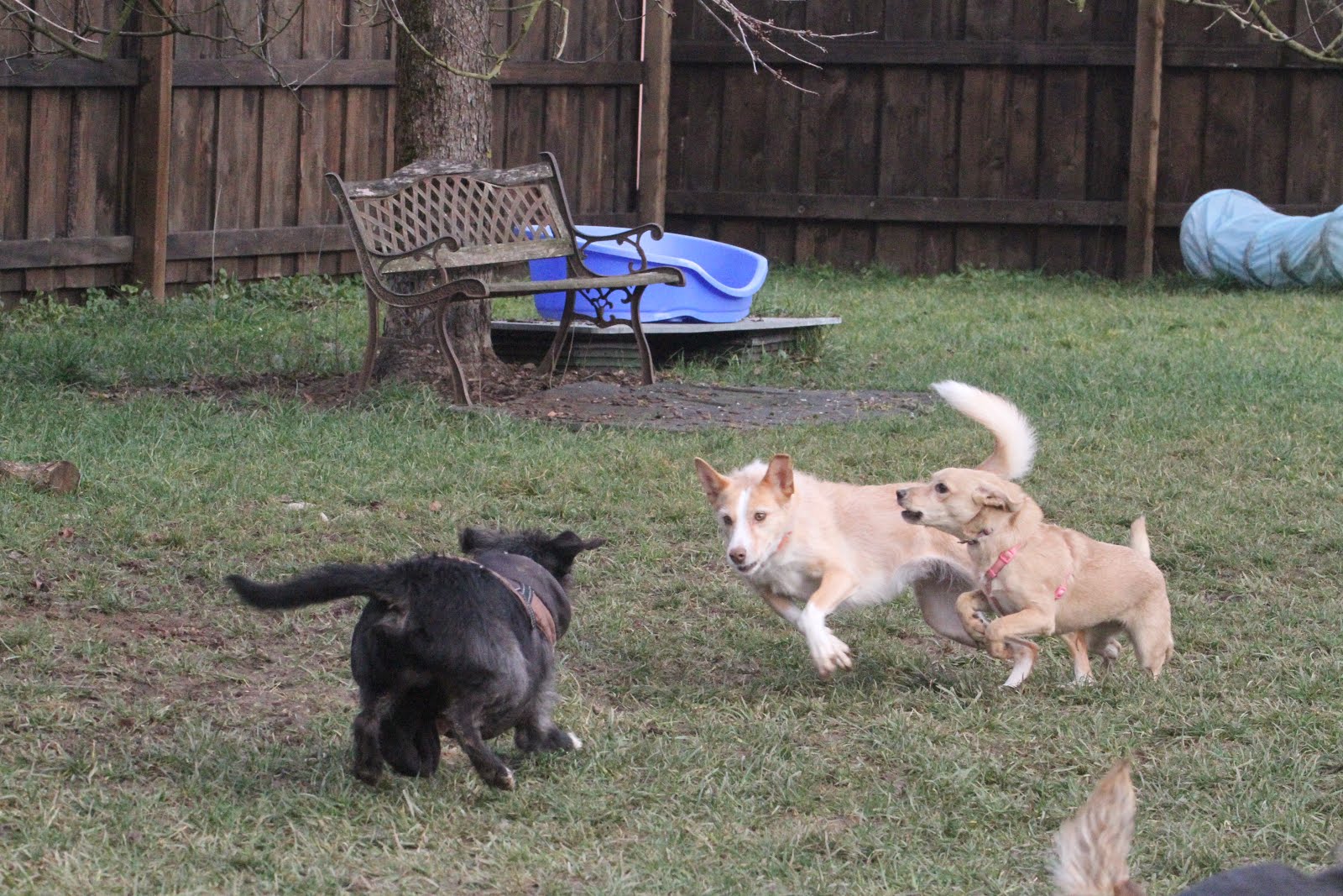 Hunde Abenteuer Land. Tagesbetreuung Ferienbetreuung Zürich Tuesday