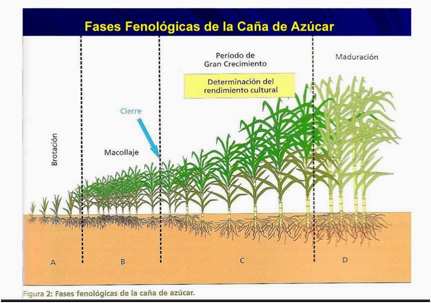 LA AGRONOMIA UNA PASIÓN FENOLOGIA DEL LA CAÑA DE AZUCAR