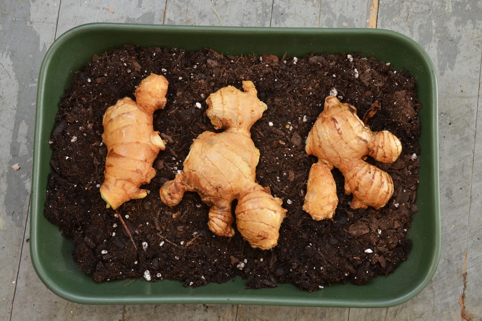 Then I placed it on some potting soil in a warm location, out of direct ...