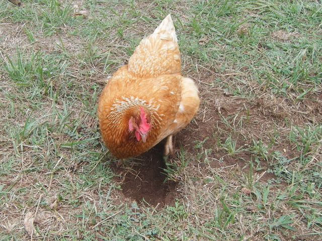 Windy Acres Diary: Chicken Pics