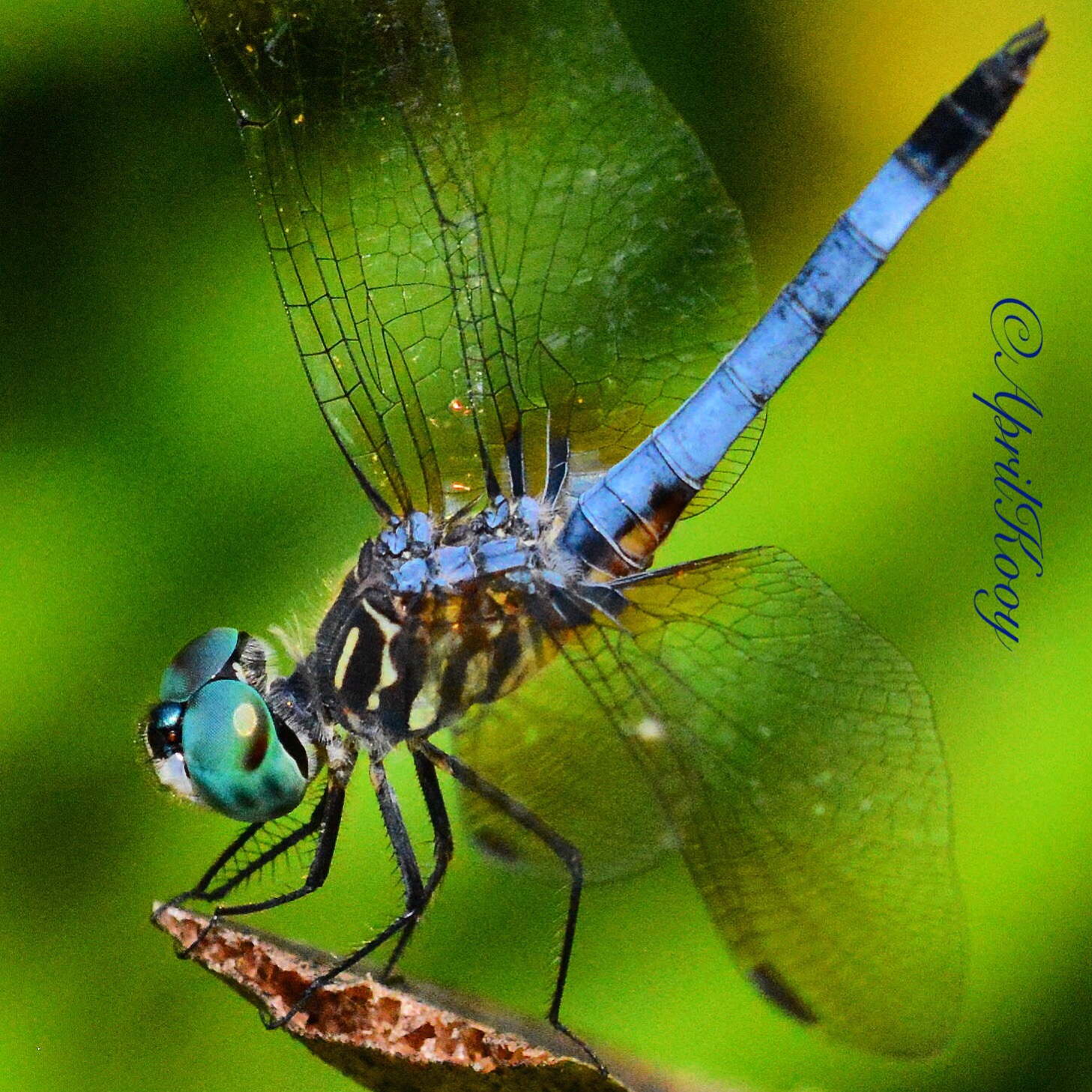 dragonfly nike mercurial