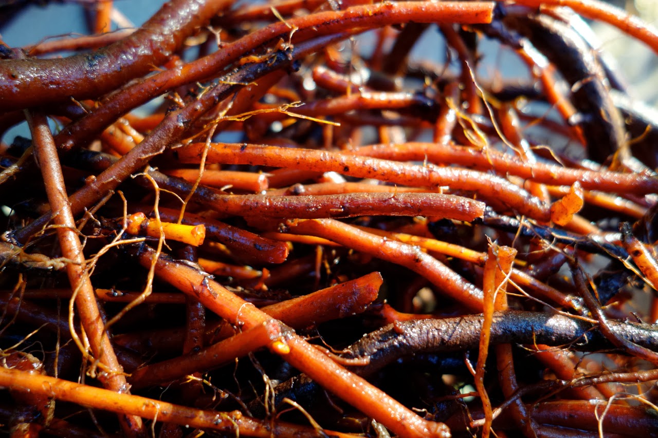 Корень марены красильной. Марена красильная корневища с корнями. Корень марены красильной. Корень марены красной. Корень марены красильной.