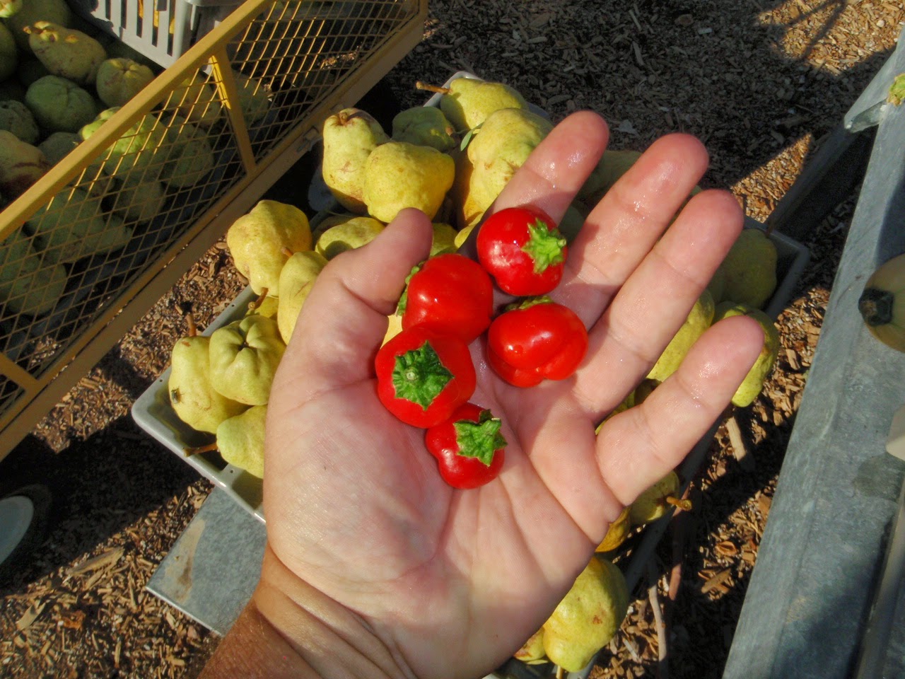 Xtremehorticulture of the Desert Green Bell Peppers Turn Colors When