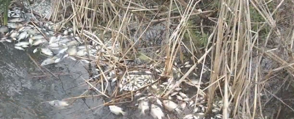 CIENTOS DE PECES MUERTOS FLOTANDO EN EL LAGO DEL CONDADO DE PASCO,FLORIDA EE.UU. CIENTOS DE PECES MUERTOS FLOTANDO EN EL LAGO DEL CONDADO DE PASCO,FLORIDA EE.UU.