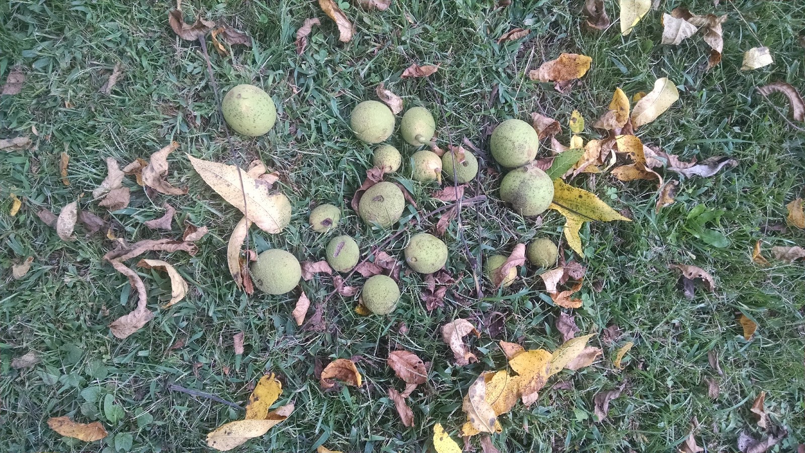 Highly Reasonable Nuts and Balls