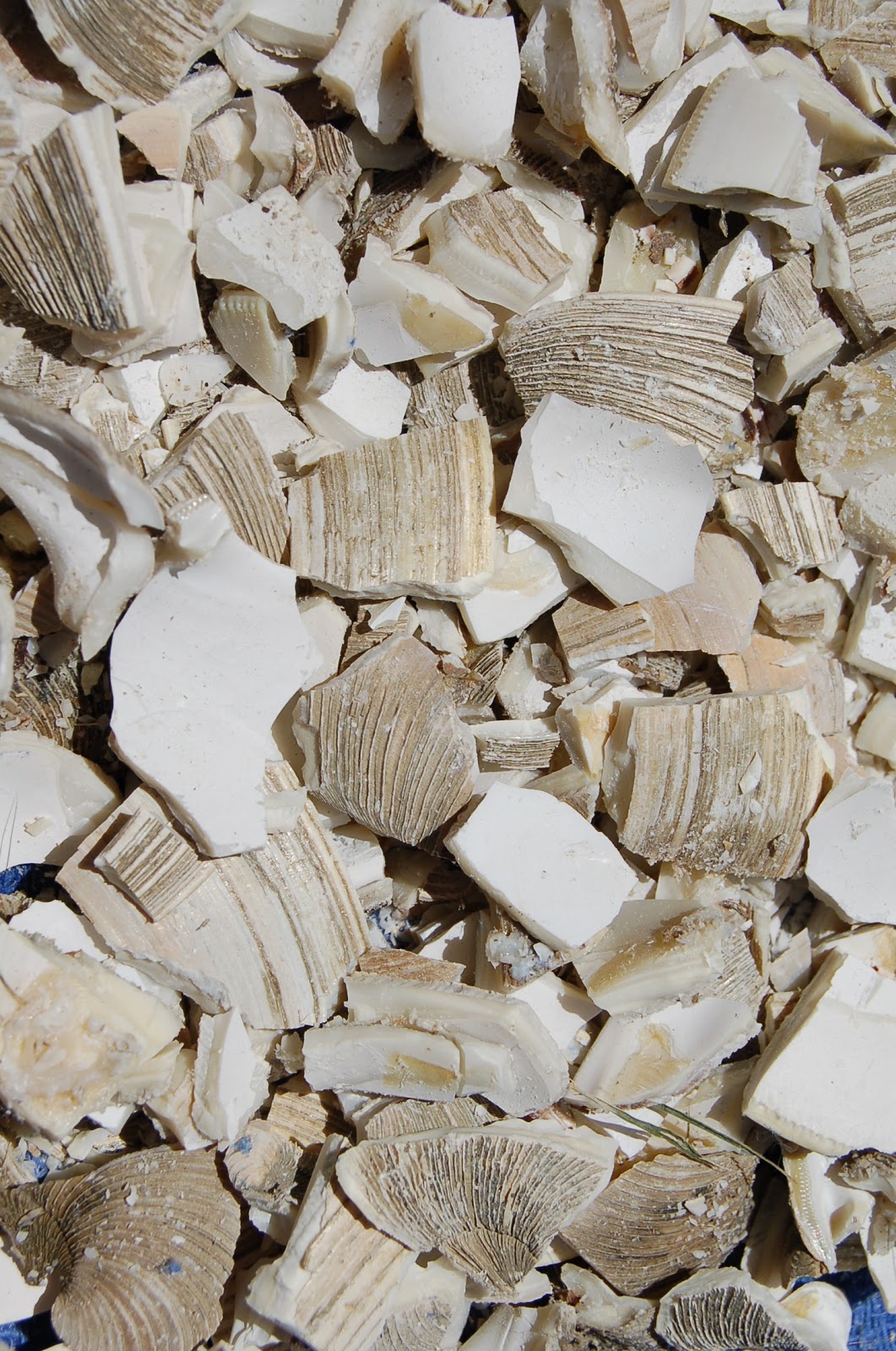 Starting a Permaculture Homestead Oyster shell fertilizer