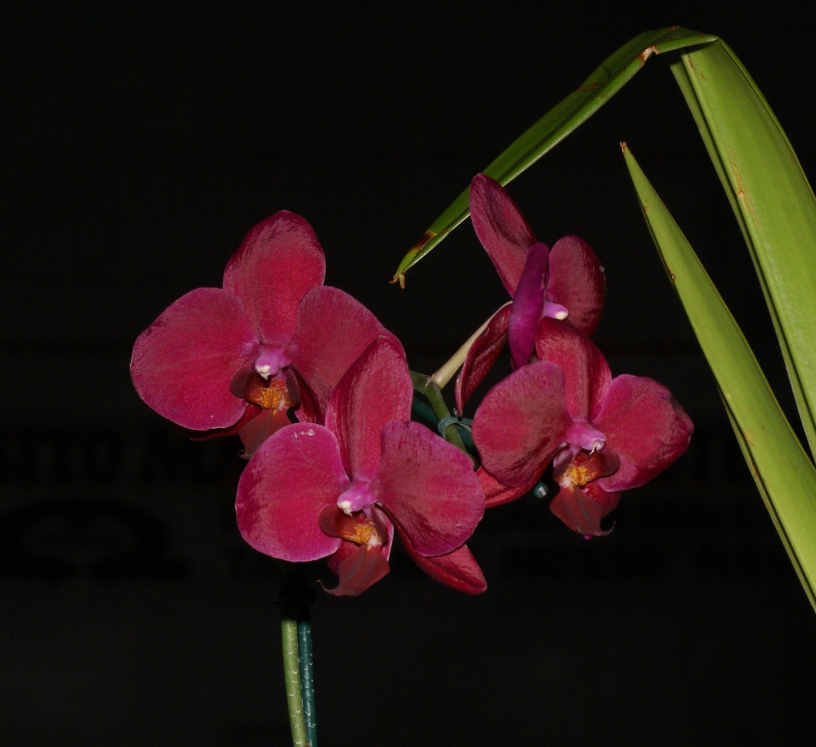 EXPOR ORQUIDEAS.COM: Orquídeas que florescem o ano todo!!!