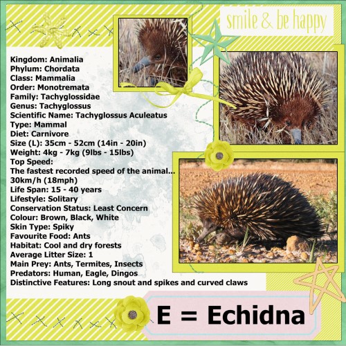 May 2016 - E = for Echidna