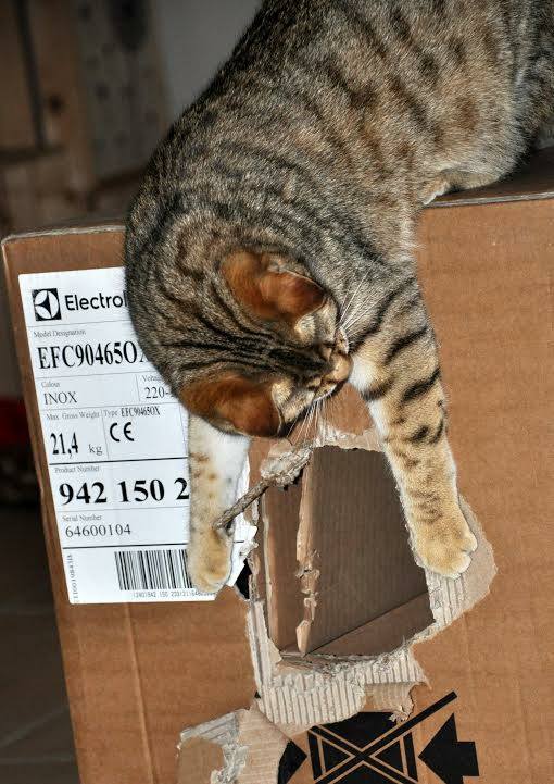 Chaton Miaule Quand Il Fait Caca Tu Peux Pas Comprendre, T'es Pas Un Chat : 03/31/17