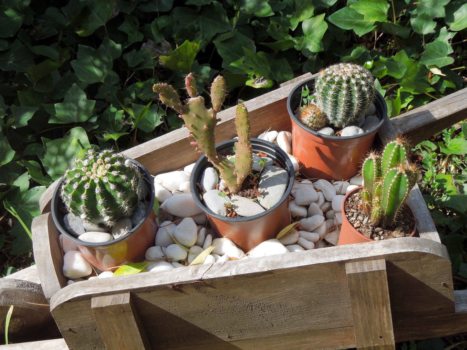 Carretilla de cactus - BOTÀNIC SERRAT