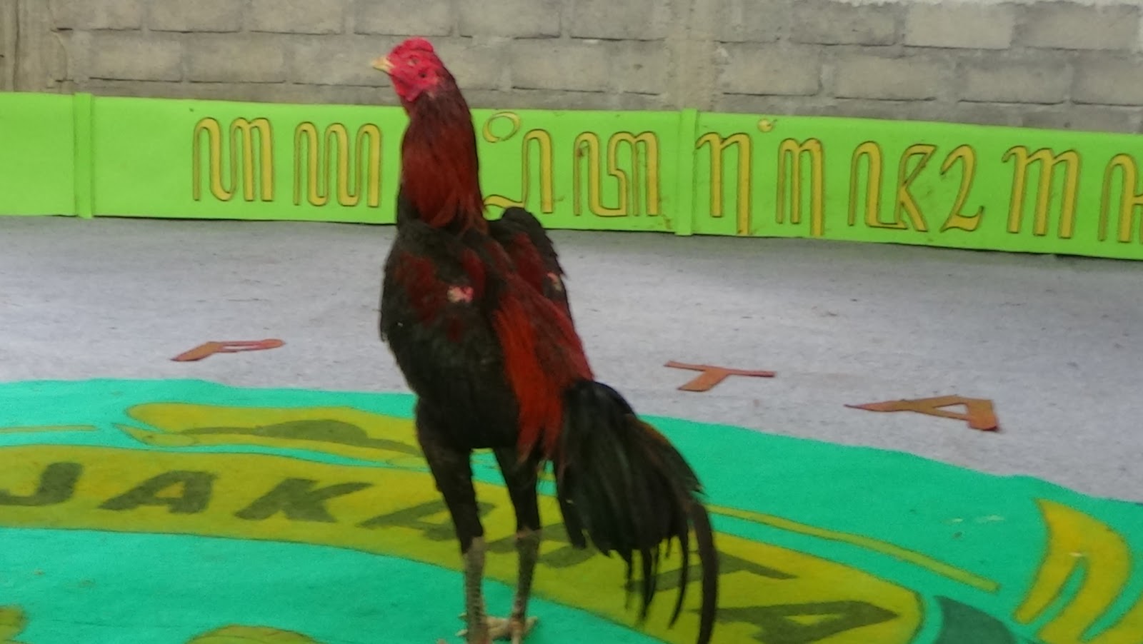 Ayam Petarung Jogjakarta