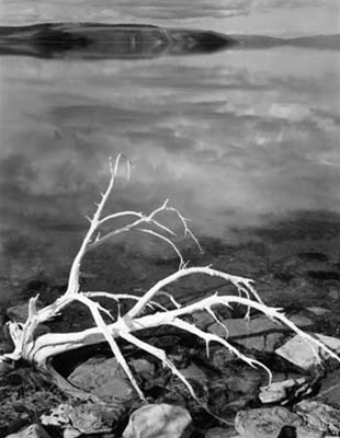 White Branches, Mono Lake Original Photographs By Ansel Adams