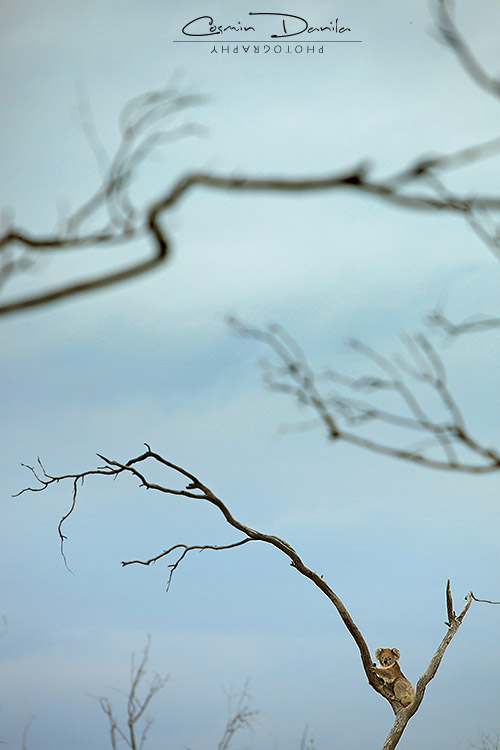Alone in the Food Chain Koala, Australia