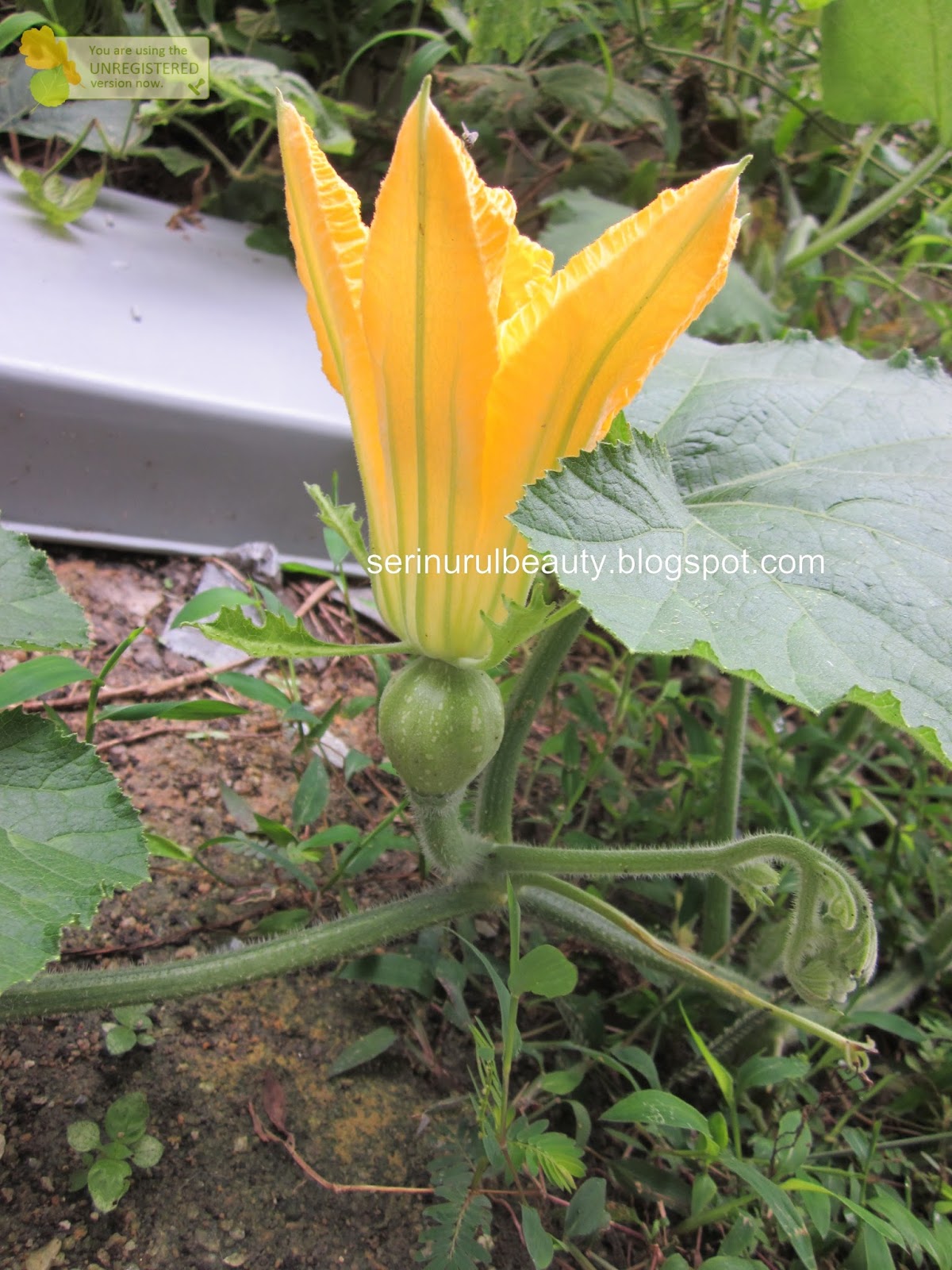 Healthy Nurul Beauty Manual pollinating my pumpkin at home