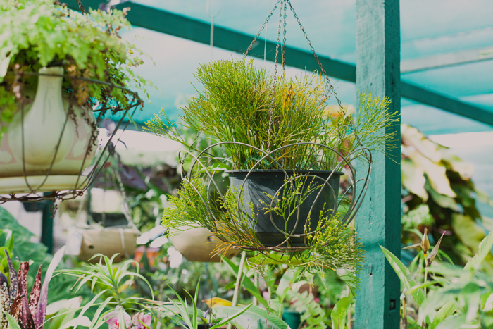pretty hanging plant hanging plant