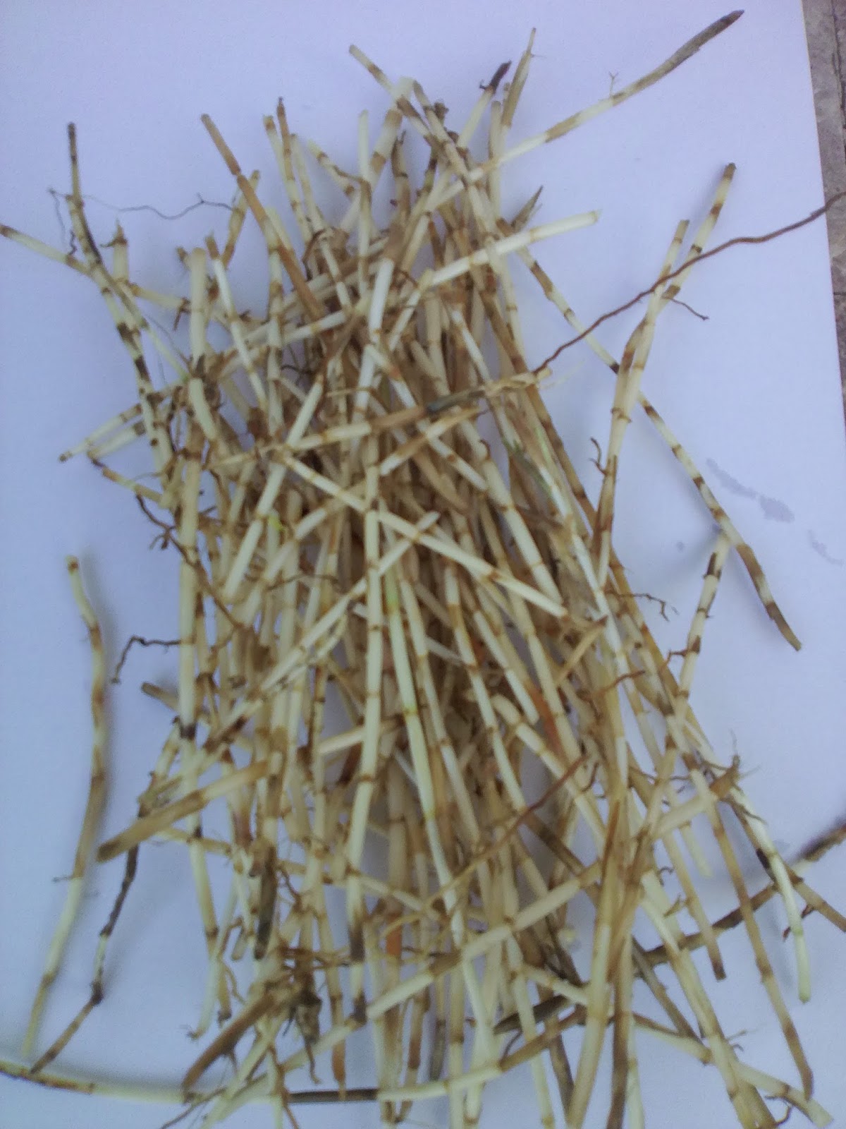 Philippine's Herbal Medicine