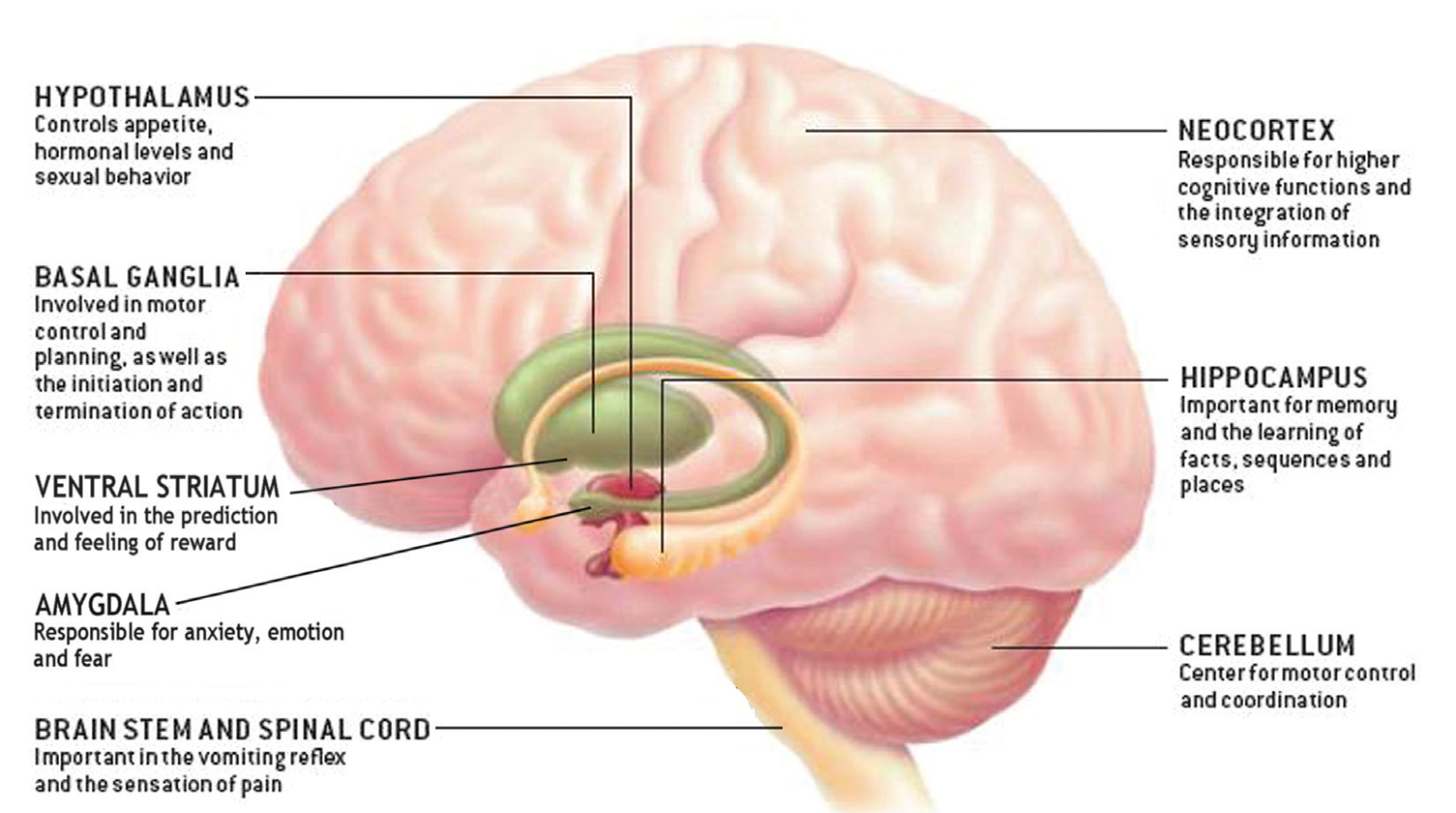 Efectos de la cetosi en el cerebro