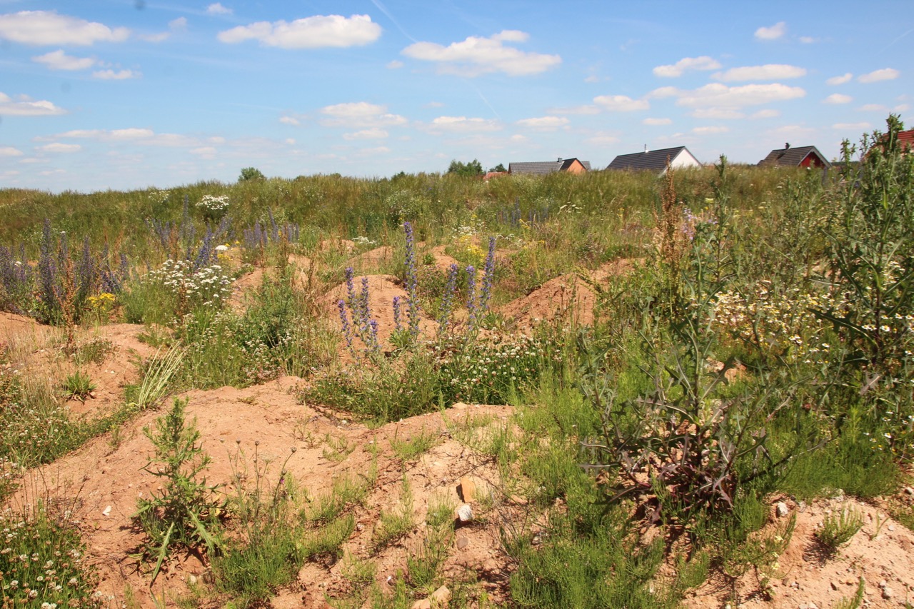 Die Frankische Wuste Sandpflanzen Der Sandachse Franken