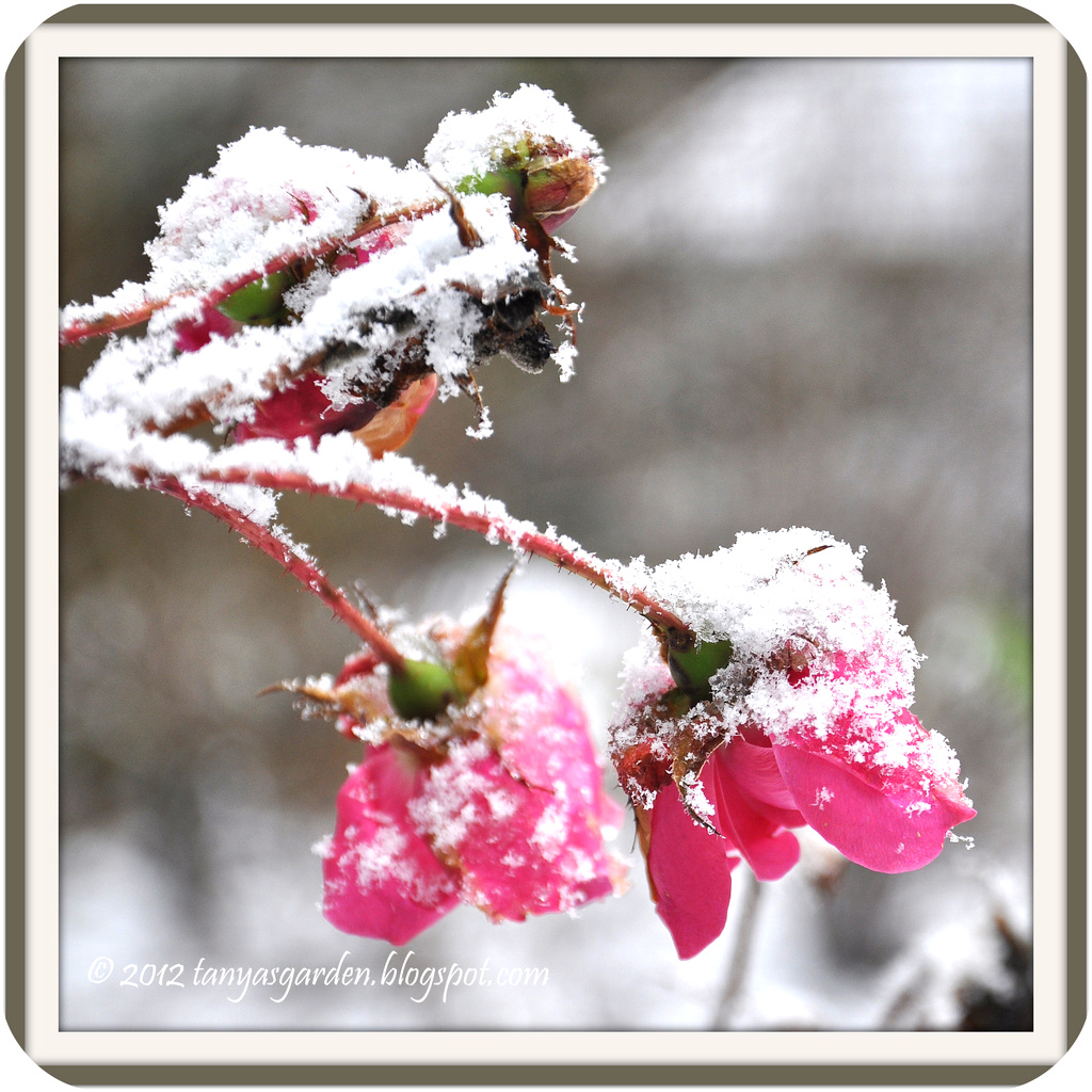 MySecretGarden Roses Under Snow. My Picture Of The Day
