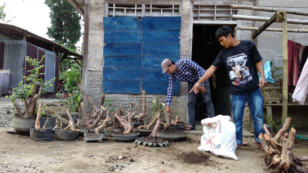 Tanaman Bonsai Mulai Diminati Berburu Bakalan Hingga Ke Alam Liar Editor Lambar Editorlambar Com