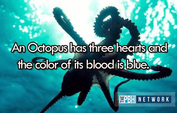 14 Unbelievable animal facts!!!! You will never believe | bfdgfdg