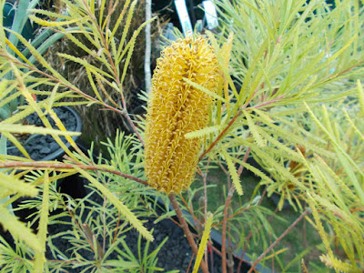 Banksia spinulosa RHS Cardiff Show 2018 Green Fingered Blog