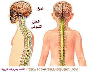 نتيجة بحث الصور عن النخاع الشوكي