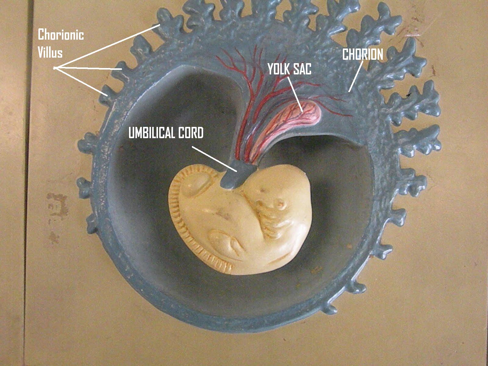 Psc Anatomy And Physiology Labeled Embryonic Development Models
