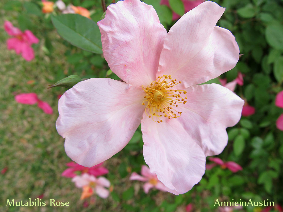 The Transplantable Rose: April 2011