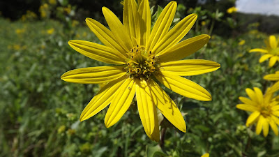 Nature on Shamrock Lane