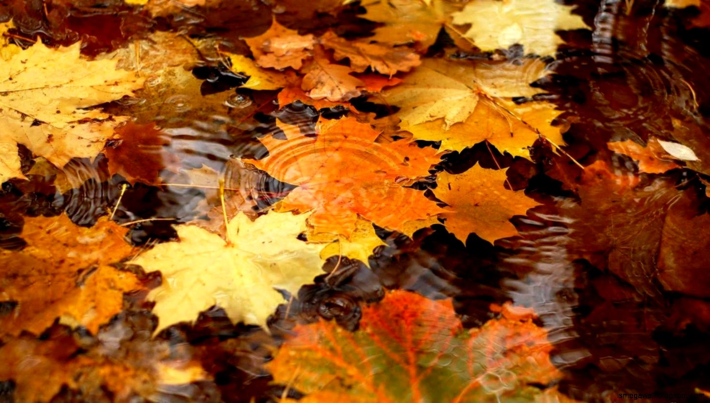 Autumn Fall Leaves Wallpaper | Mega Wallpapers