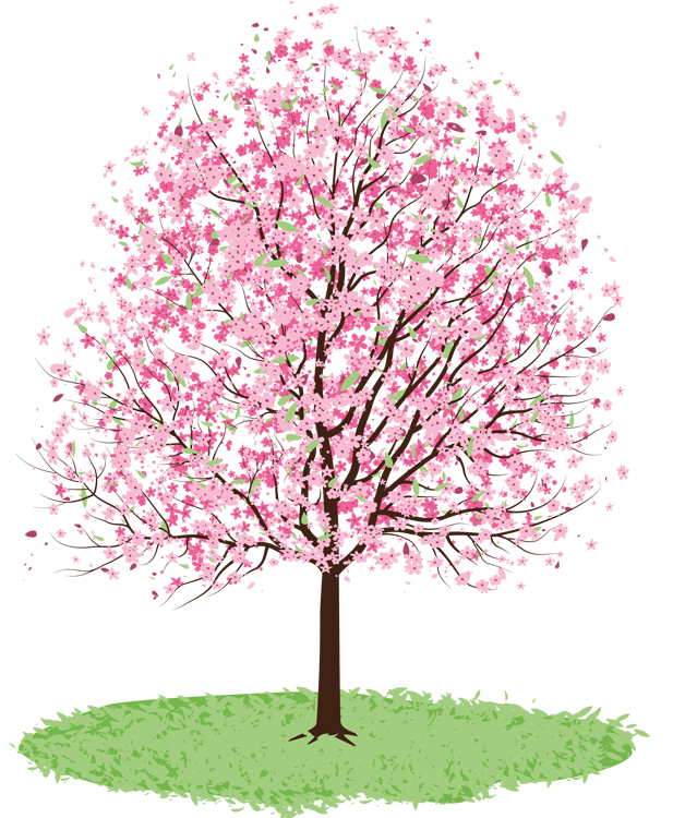 ForgetMeNot: spring cherry trees