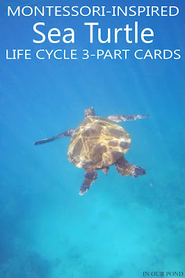 Learn more about Sea Turtles with these 3-part Cards that match the Safari Ltd Life Cycle Set