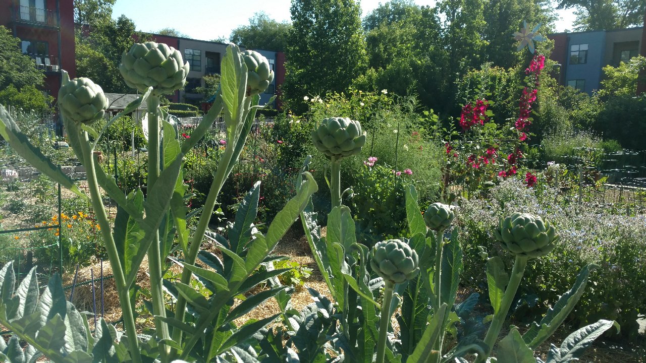 Sacramento Digs Gardening Little artichokes are all heart
