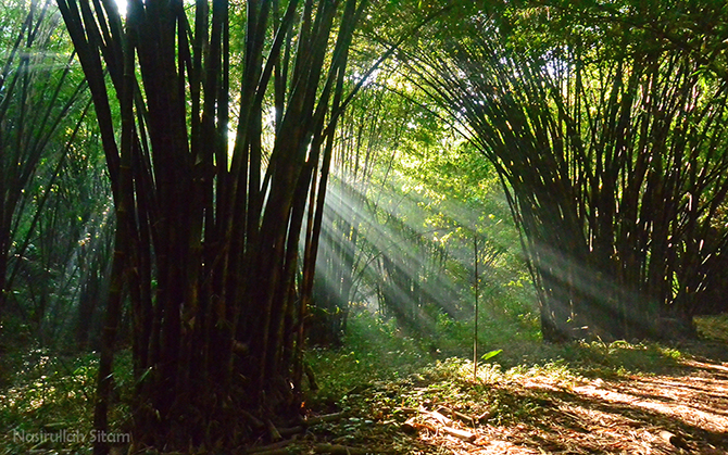Rays Of Light, seperti ini pemandangannya jika di kebun bambu