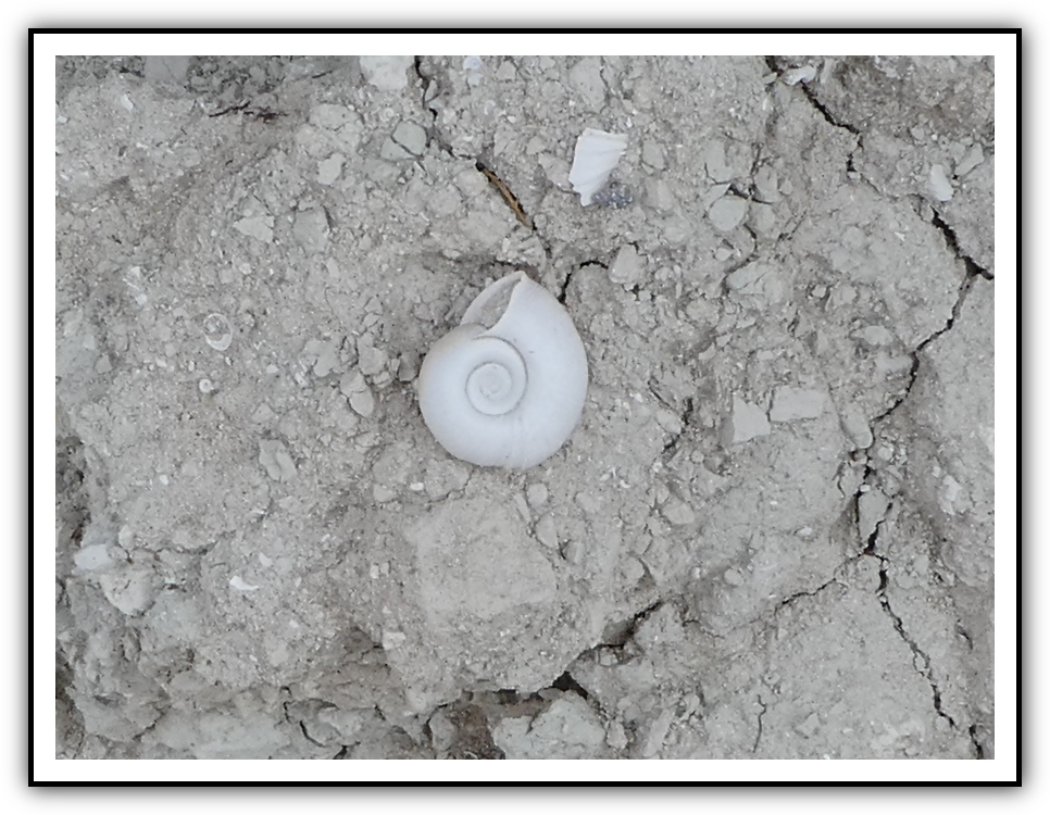 Ken's Photo Gallery Tule Springs Fossil Beds National Monument (TUSK