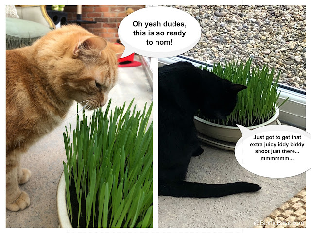 ©BionicBasil® Gardening with Cats - How to Grow Cat Grass