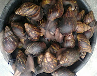 snail farming techniques snails