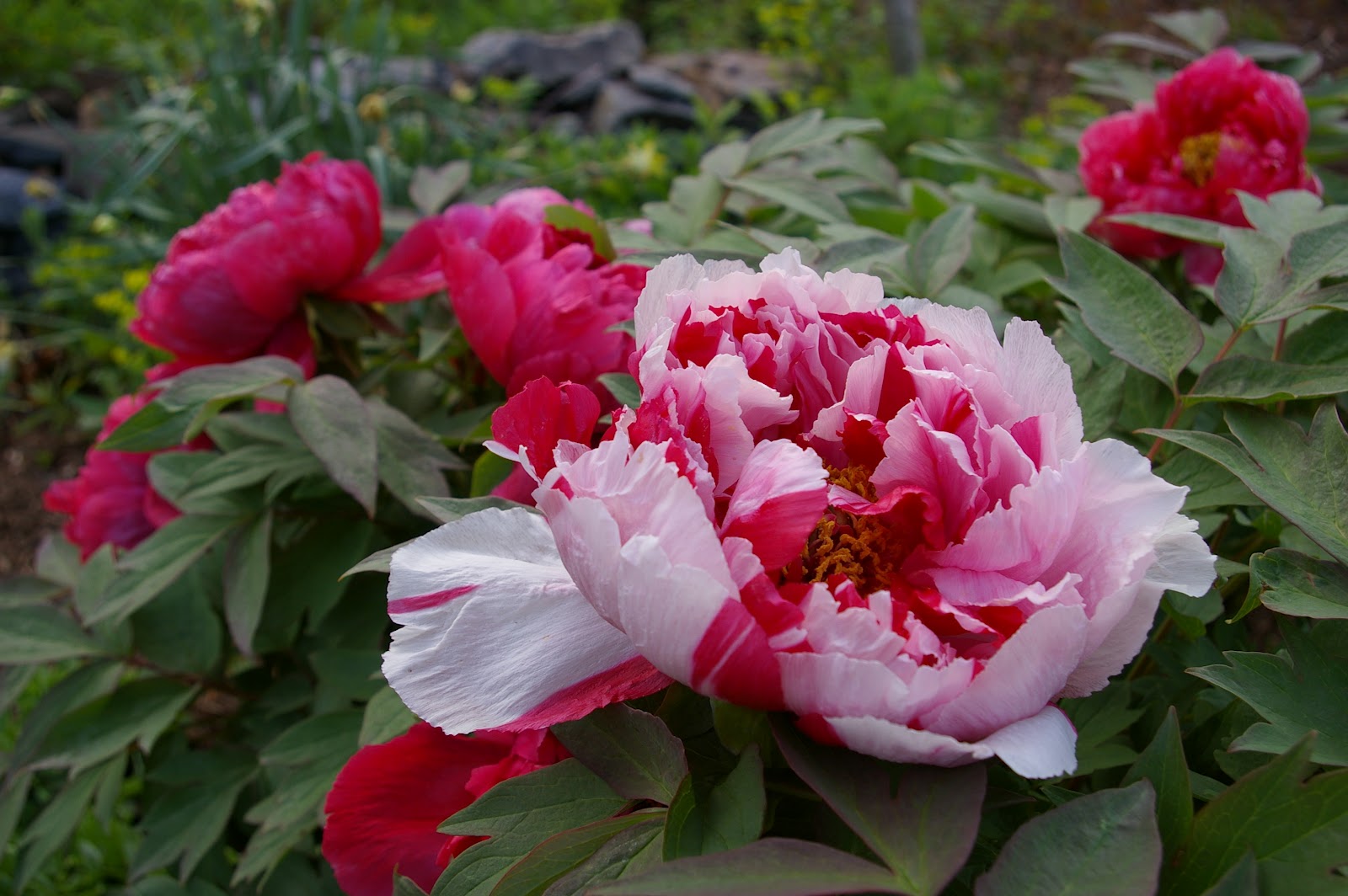 The DuBrule Diaries Tree Peony Worship