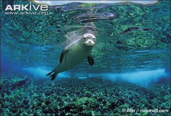 Hawaiian-Monk-Seal